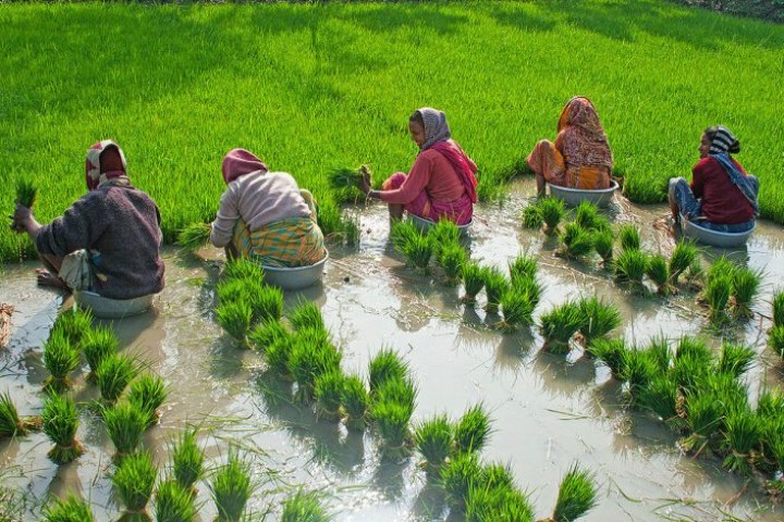 धान उत्पादन बढाउन किसानलाई अनुदानमा बीउ