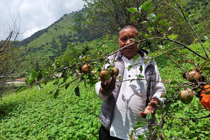 म्याग्दीमा उच्च घनत्वको स्याउ खेतीको परीक्षण सफल