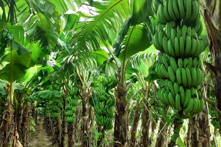 केराखेतीको हब बन्दै टीकापुर, १२०० बढी बिघामा खेती