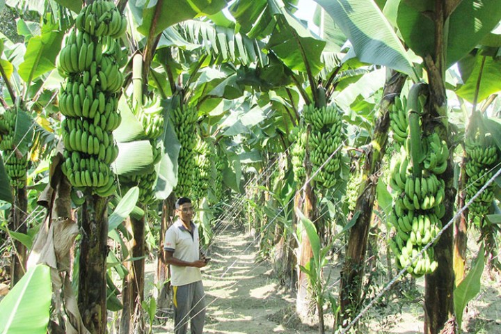 विदेशबाट फर्केर केरा खेती, वार्षिक १६ लाखसम्म कमाइ