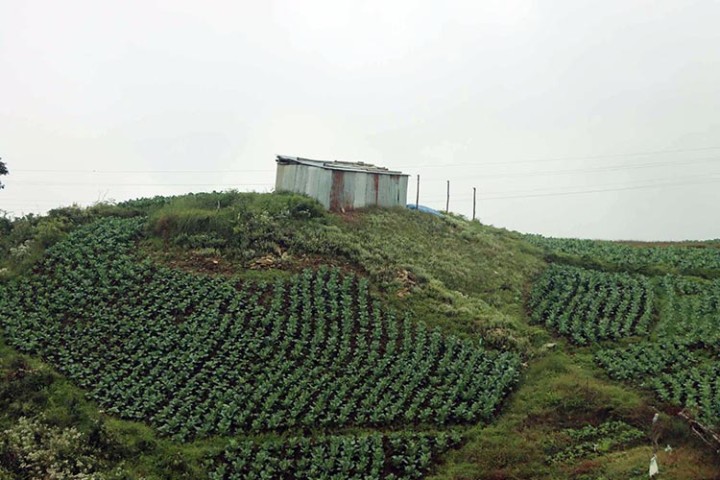 व्यवसायिक कृषिमार्फत मुहार फेर्दै शैलुङ, काठमाडौं आइपुग्छ आलु र तरकारी