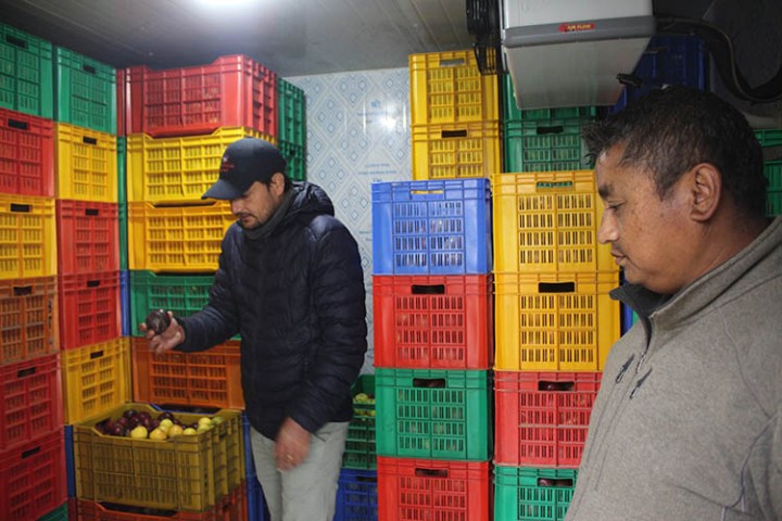 मुस्ताङमा स्याउ कुहाएर फाल्नुपर्ने समस्या हट्यो, किसानले दोब्बर मूल्यमा बेच्न सक्ने