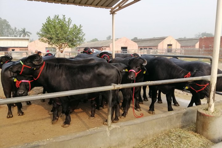 उच्च प्रजनन क्षमताका १५ मुर्रा राँगा नेपाल ल्याइए