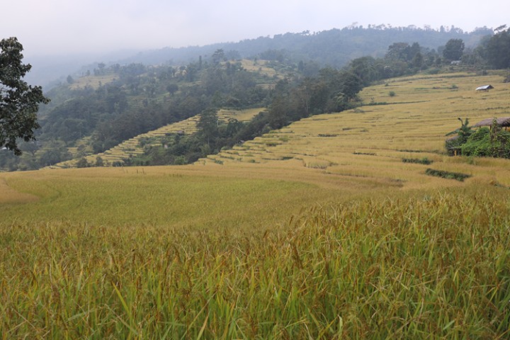 इलाममा धानको उत्पादन बढ्यो, क्षेत्रफल घट्यो