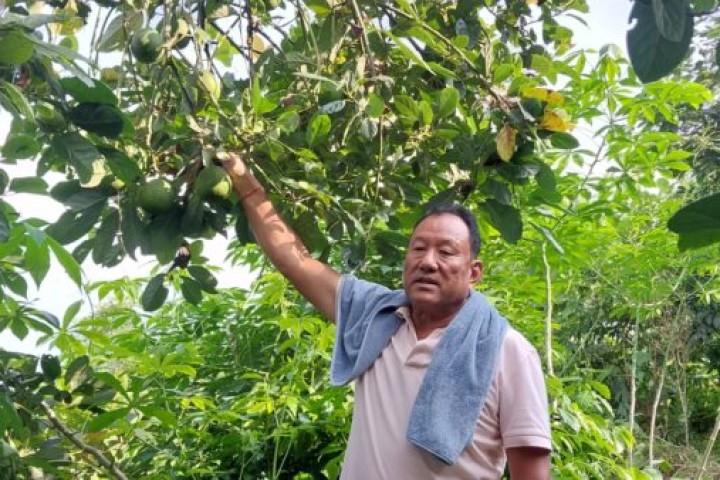 किलोको ३०० रुपैयाँसम्म पाउने भएपछि सुन्तला खेती मासेर एभोकाडो लगाउँदै किसान