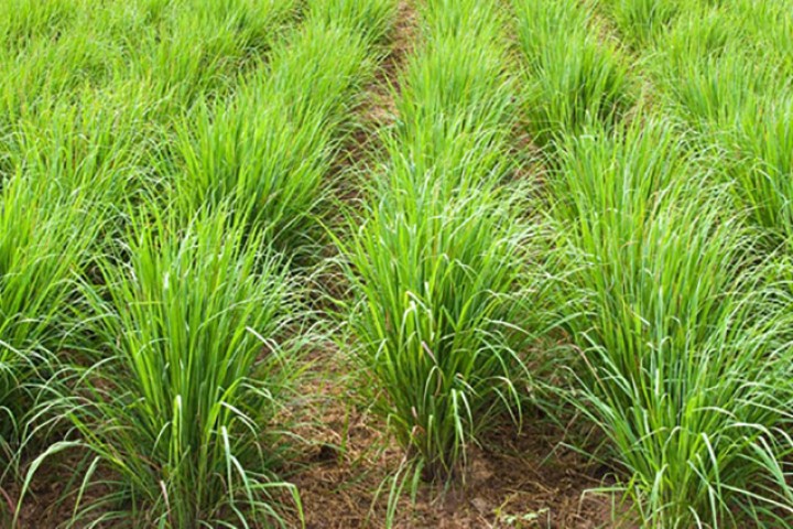 बाँझो जमिनमा घाँसखेती गर्नेलाई प्रतिरोपनी ३ हजार अनुदान