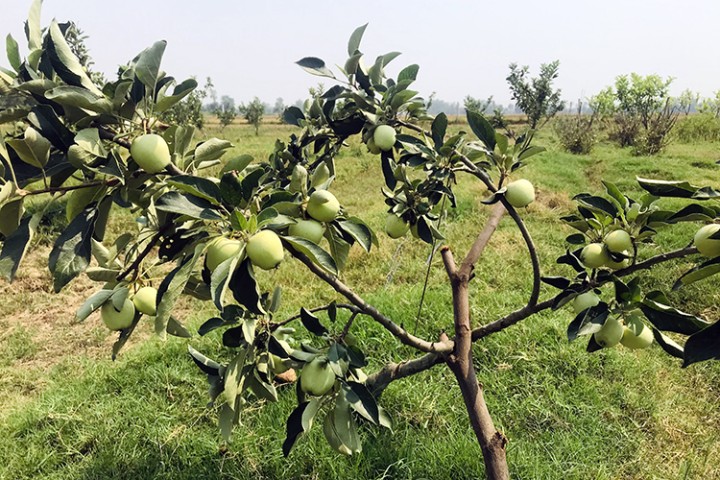 तराईको गर्मीमा पनि लटरम्म स्याउ