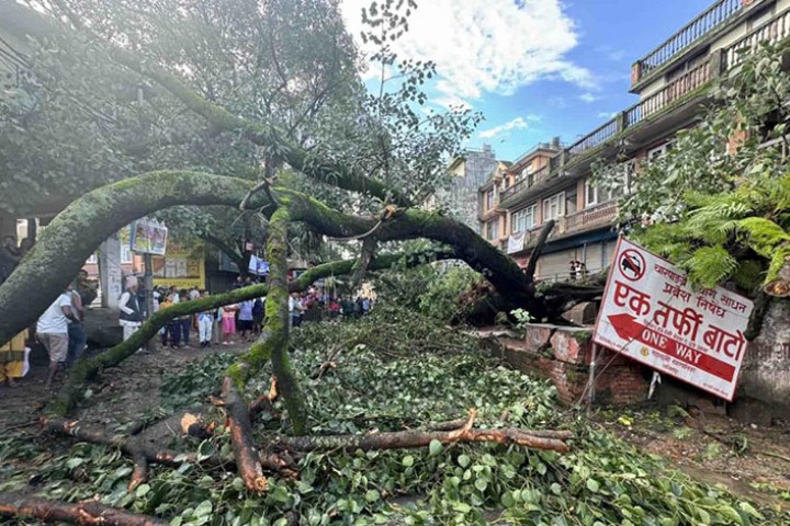 लुभुमा रुख ढल्दा लाकुरीभञ्ज्याङ जाने सडक अवरुद्ध