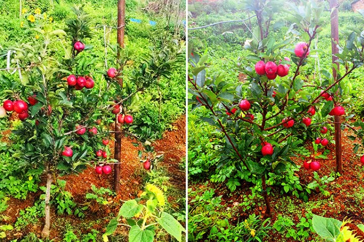 एकै वर्षमा स्याउ फलेपछि किसान उत्साहित