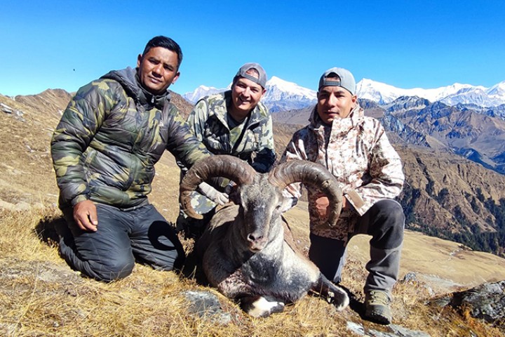 पहिलो याममा १० नाउर र ५ झारलको सिकार, एक सिकार गर्न ३० लाखसम्म खर्च