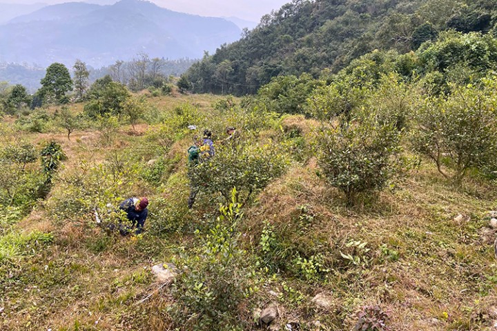 झाडी बन्यो उद्यम गर्ने थलो, डेढ करोड लगानीमा कागतीखेती