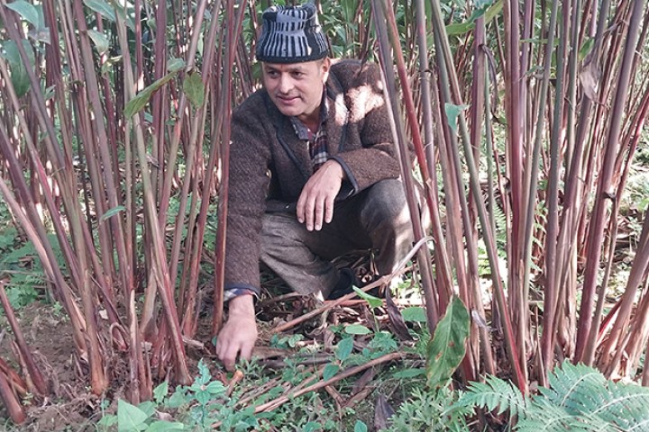 अलैँचीको भाउ १२ वर्ष यताकै उच्च, एकै परिवारद्वारा ३४ लाखको उत्पादन