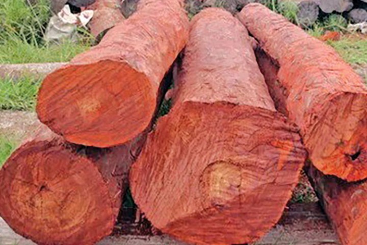 पेप्सीकोलाबाट ४ क्विन्टलभन्दा बढी रक्तचन्दन बरामद