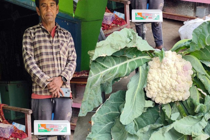 पदमले फलाए १२ किलोको काउली, वार्षिक १२ लाखसम्म आम्दानी