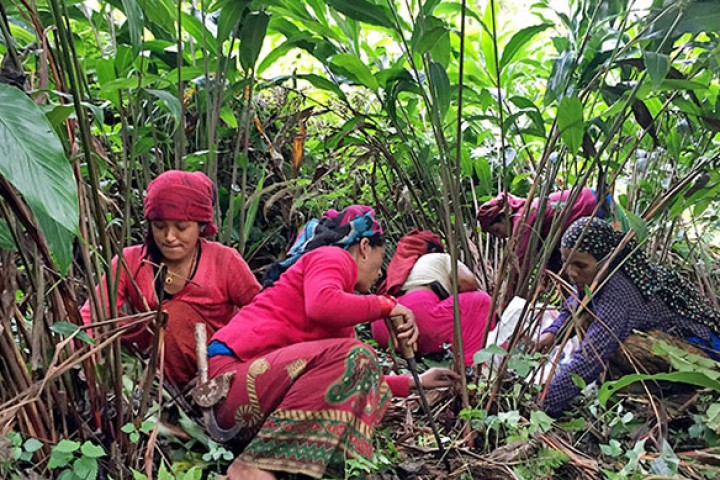 अलैँचीका बोट मर्न थालेपछि किसान चिन्तित