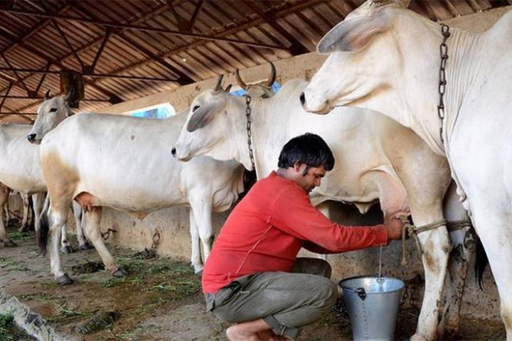 कृषकको जीवनस्तर उकास्न नसकेको दुग्ध व्यवसाय