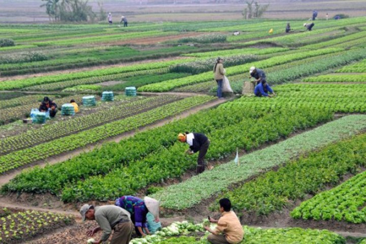 कृषिबाट टाढिँदै कृषक : उत्पादकत्व  र अर्थतन्त्रमा योगदान घट्दो