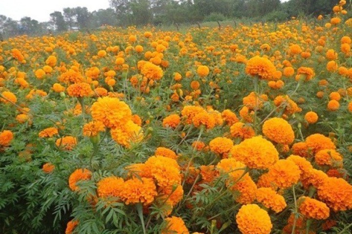 तिहारमा फूल र माला पाउनै मुस्किल