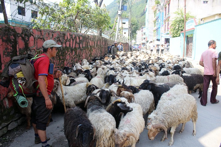 मुस्ताङी च्याङ्ग्राको भुवा पश्मिनाका लागि उपयुक्त हुने