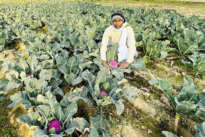 लहानका किसानले पलाए रङ्गीन काउली, हेर्न आउनेको घुइँचो, भाउ किलोकै २०० रुपैयाँ