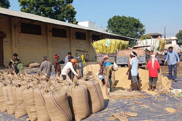 सरकारी कम्पनीले बारा र पर्साबाट किन्यो २ हजार २७२ क्वीन्टल धान